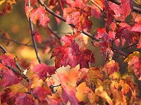 Autumn's Last Gasp